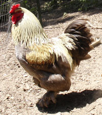 Tank, the farm Patron rooster
