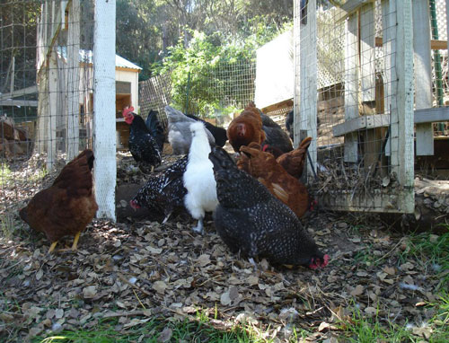 Brownie the chicken—our farm mascot!