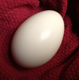 Micro farm goose eggs