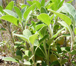 Sage growing at Hidden Fortress Micro Farm